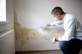 Why You Should Choose Our Mold Remediation Services in Hollymead, VA